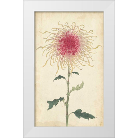Elegant Chrysanthemums I White Modern Wood Framed Art Print by Unknown