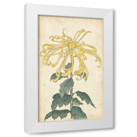 Elegant Chrysanthemums II White Modern Wood Framed Art Print by Unknown