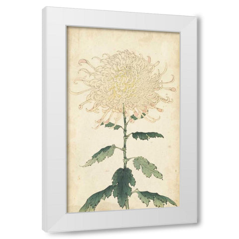 Elegant Chrysanthemums III White Modern Wood Framed Art Print by Unknown