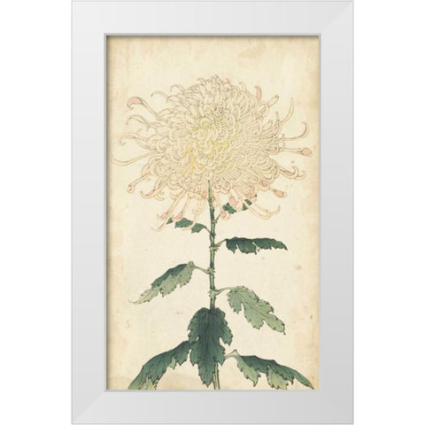 Elegant Chrysanthemums III White Modern Wood Framed Art Print by Unknown
