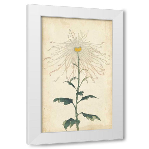 Elegant Chrysanthemums V White Modern Wood Framed Art Print by Unknown