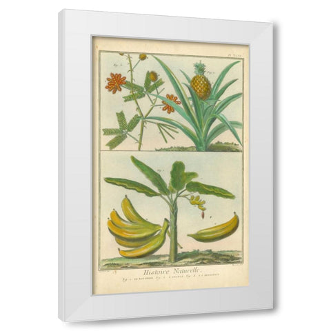 Histoire Naturelle Tropicals II White Modern Wood Framed Art Print by Martinet