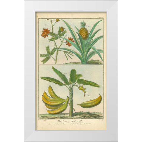 Histoire Naturelle Tropicals II White Modern Wood Framed Art Print by Martinet