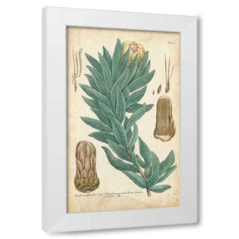 Weinmann Conifers I White Modern Wood Framed Art Print by Weinmann