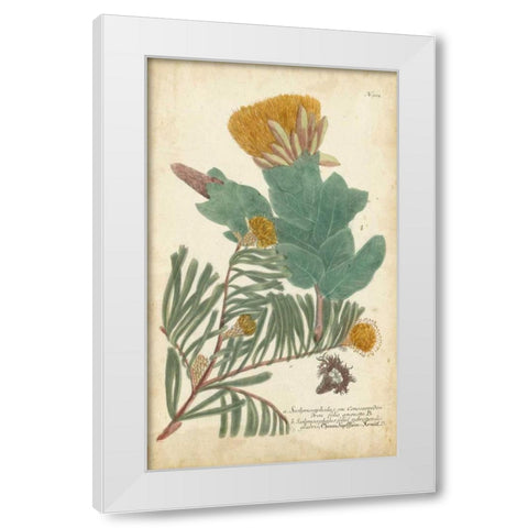 Weinmann Conifers II White Modern Wood Framed Art Print by Weinmann
