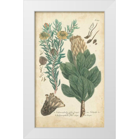 Weinmann Conifers III White Modern Wood Framed Art Print by Weinmann
