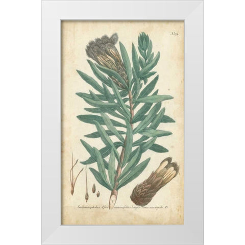 Weinmann Conifers IV White Modern Wood Framed Art Print by Weinmann