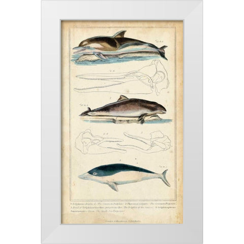 Antique Whale and Dolphin Study II White Modern Wood Framed Art Print by G. Henderson