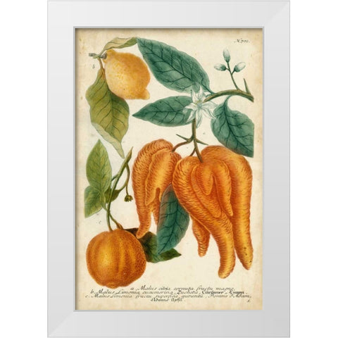 Exotic Citrus I White Modern Wood Framed Art Print by Weinmann