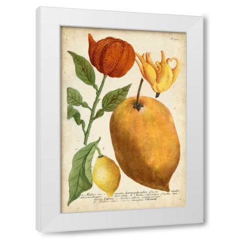 Exotic Citrus II White Modern Wood Framed Art Print by Weinmann