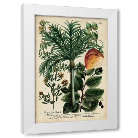 Vintage Tropicals III White Modern Wood Framed Art Print by Weinmann