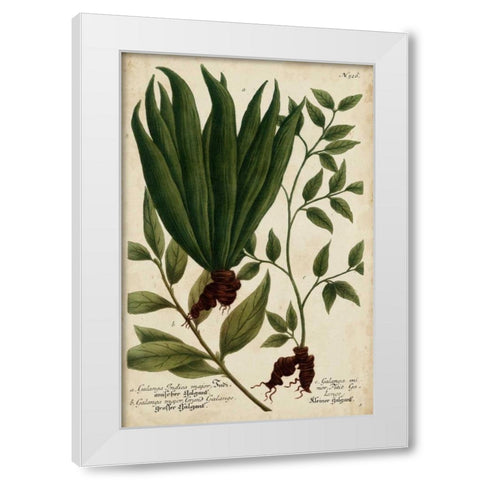 Vintage Tropicals VI White Modern Wood Framed Art Print by Weinmann