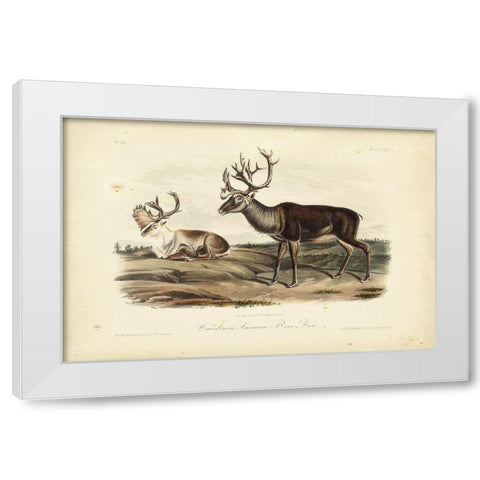 Caribou White Modern Wood Framed Art Print by Audubon, John James
