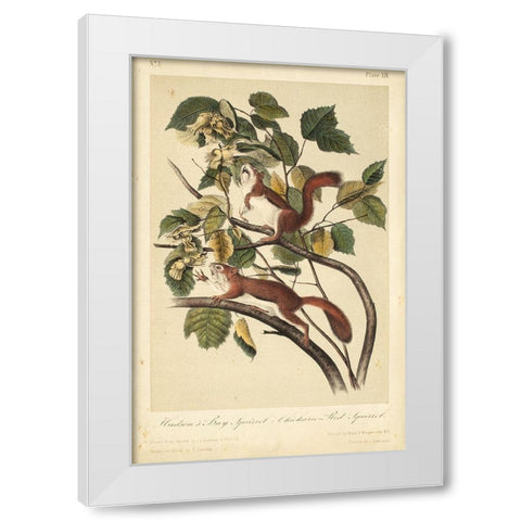 Audubon Squirrel II White Modern Wood Framed Art Print by Audubon, John James