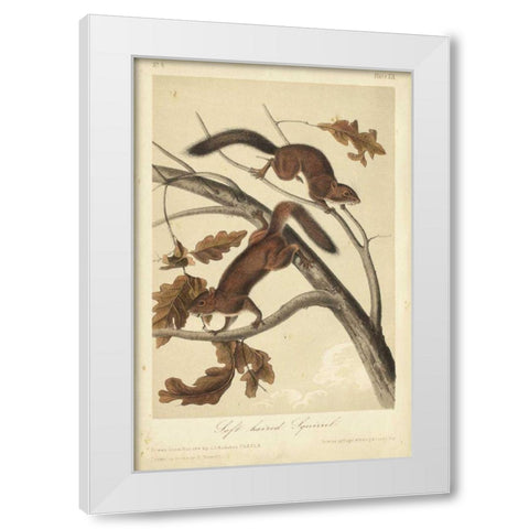 Audubon Squirrel III White Modern Wood Framed Art Print by Audubon, John James