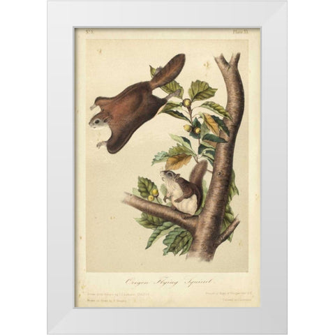 Audubon Squirrel IV White Modern Wood Framed Art Print by Audubon, John James