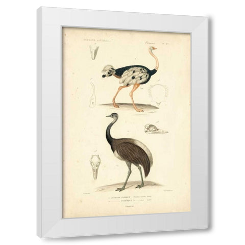 Antique Ostrich Study White Modern Wood Framed Art Print by Remond, N.