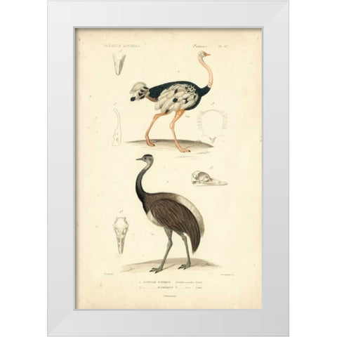 Antique Ostrich Study White Modern Wood Framed Art Print by Remond, N.