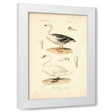 Antique Swan Study White Modern Wood Framed Art Print by Remond, N.