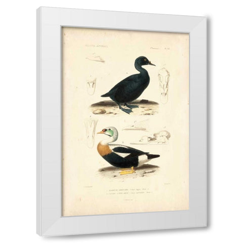 Antique Duck Study I White Modern Wood Framed Art Print by Remond, N.