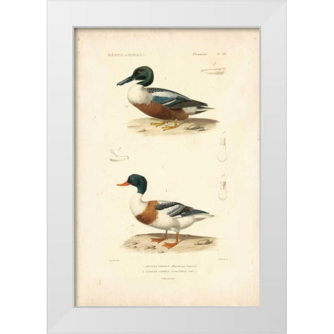 Antique Duck Study II White Modern Wood Framed Art Print by Remond, N.
