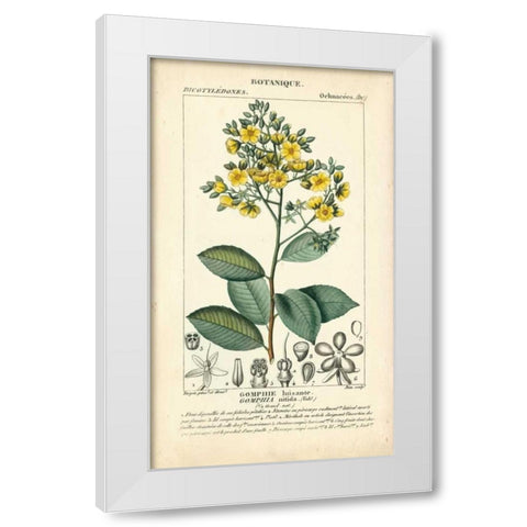 Botanique Study in Yellow II White Modern Wood Framed Art Print by Turpin