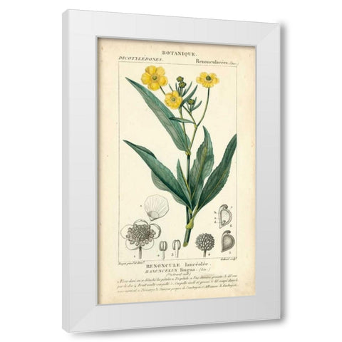 Botanique Study in Yellow III White Modern Wood Framed Art Print by Turpin