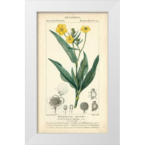 Botanique Study in Yellow III White Modern Wood Framed Art Print by Turpin
