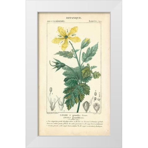 Botanique Study in Yellow IV White Modern Wood Framed Art Print by Turpin