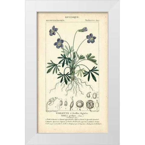 Botanique Study in Lavender IV White Modern Wood Framed Art Print by Turpin