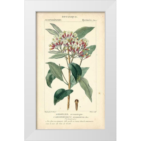 Botanique Study in Pink II White Modern Wood Framed Art Print by Turpin