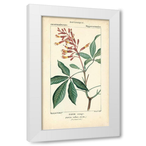 Botanique Study in Pink III White Modern Wood Framed Art Print by Turpin