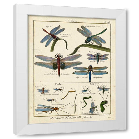 Histoire Naturelle Insects I White Modern Wood Framed Art Print by Diderot