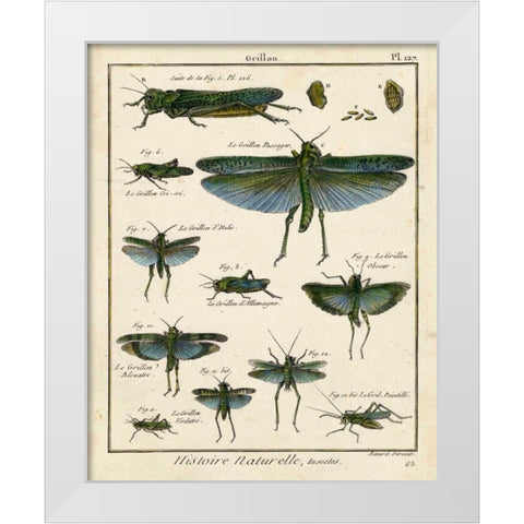 Histoire Naturelle Insects II White Modern Wood Framed Art Print by Diderot