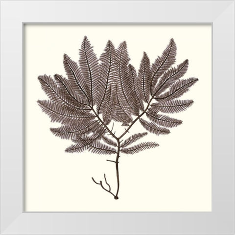 Seaweed Collection I White Modern Wood Framed Art Print by Vision Studio