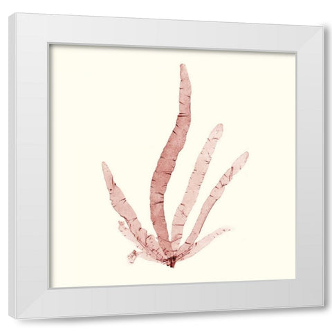 Seaweed Collection VI White Modern Wood Framed Art Print by Vision Studio