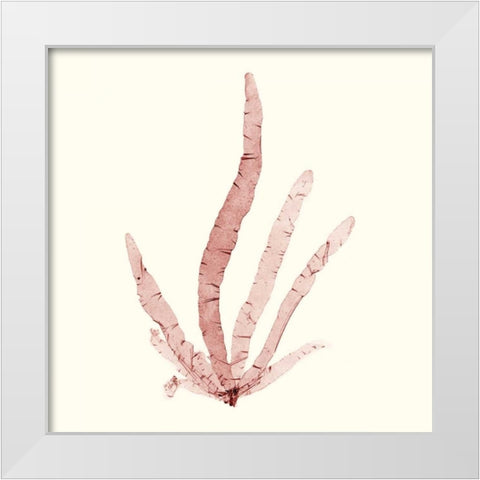 Seaweed Collection VI White Modern Wood Framed Art Print by Vision Studio