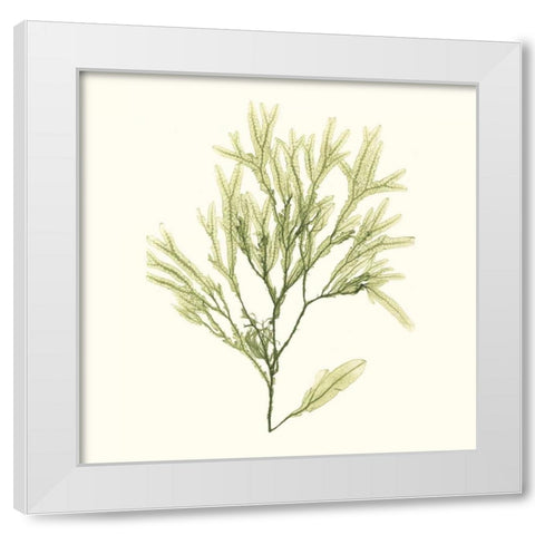 Seaweed Collection VII White Modern Wood Framed Art Print by Vision Studio