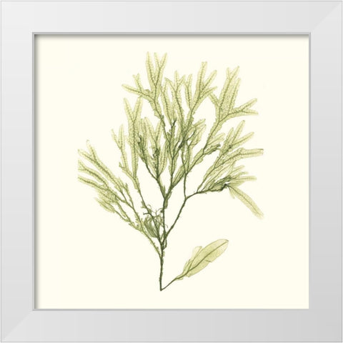 Seaweed Collection VII White Modern Wood Framed Art Print by Vision Studio