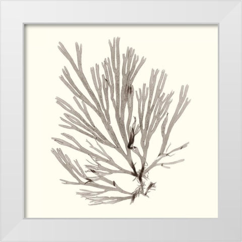 Seaweed Collection IX White Modern Wood Framed Art Print by Vision Studio