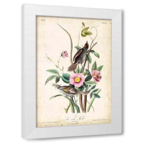 Seaside Finch White Modern Wood Framed Art Print by John James Audubon