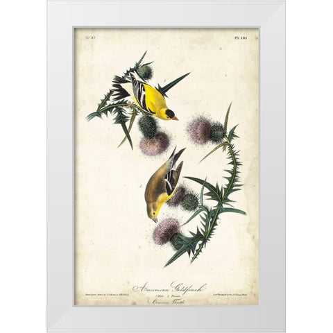 American Goldfinch White Modern Wood Framed Art Print by Audubon, John James
