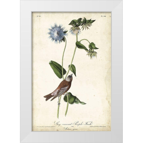Grey-crowned Purple Finch White Modern Wood Framed Art Print by Audubon, John James