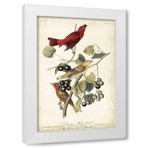 Summer Red Bird White Modern Wood Framed Art Print by Audubon, John James