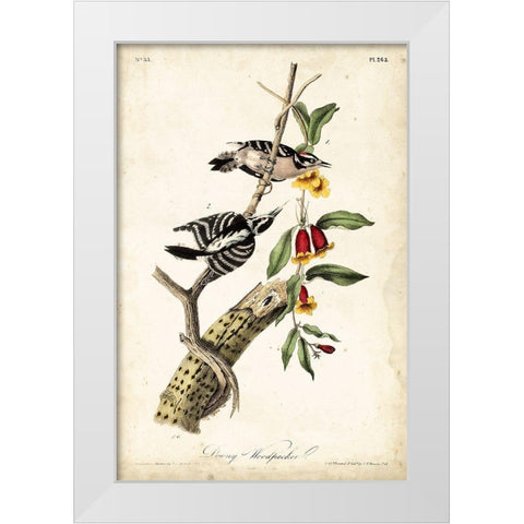 Downy Woodpecker White Modern Wood Framed Art Print by Audubon, John James