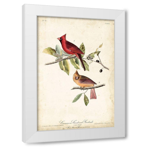 Common Cardinal Grosbeak White Modern Wood Framed Art Print by Audubon, John James