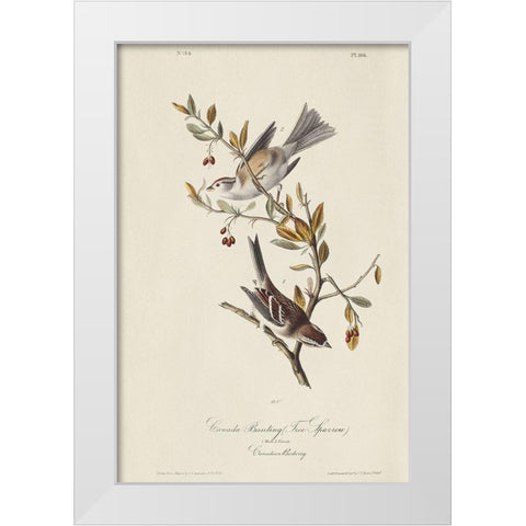 Canada Bunting (ASH) White Modern Wood Framed Art Print by Audubon, John James