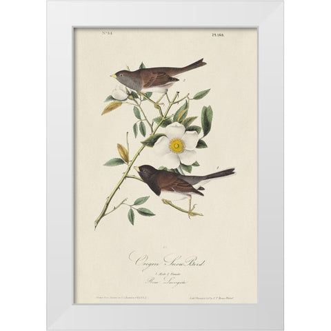 Oregon Snow Bird (ASH) White Modern Wood Framed Art Print by Audubon, John James