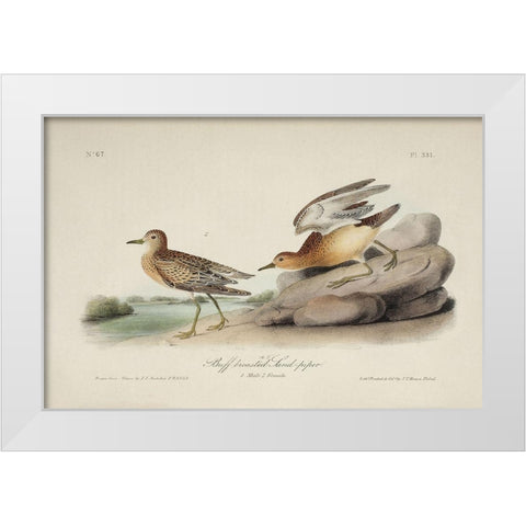 Buff Breasted Sandpiper (ASH) White Modern Wood Framed Art Print by Audubon, John James