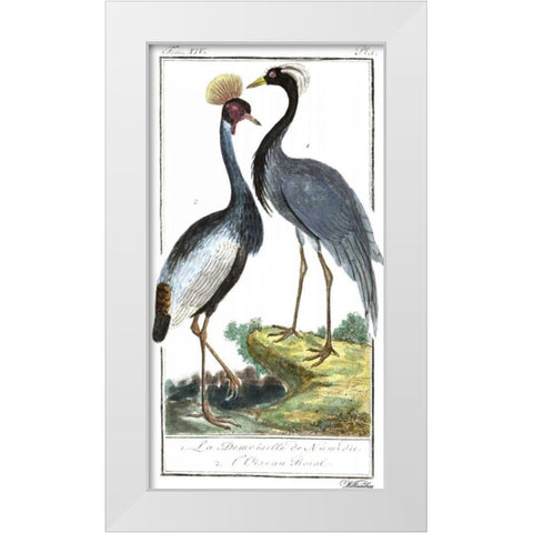 Buffon Cranes and Herons II White Modern Wood Framed Art Print by Buffon
